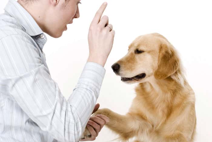 Behaviour and Training